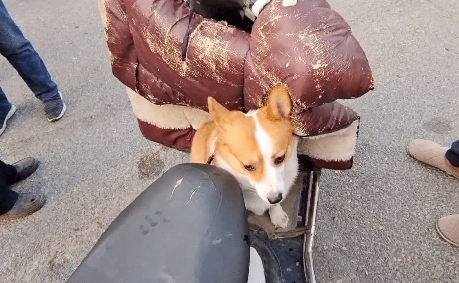 市里450块，身后有癣的漂亮柯基也难逃狗贩手段，狗贩：谁吃肉吃它呀