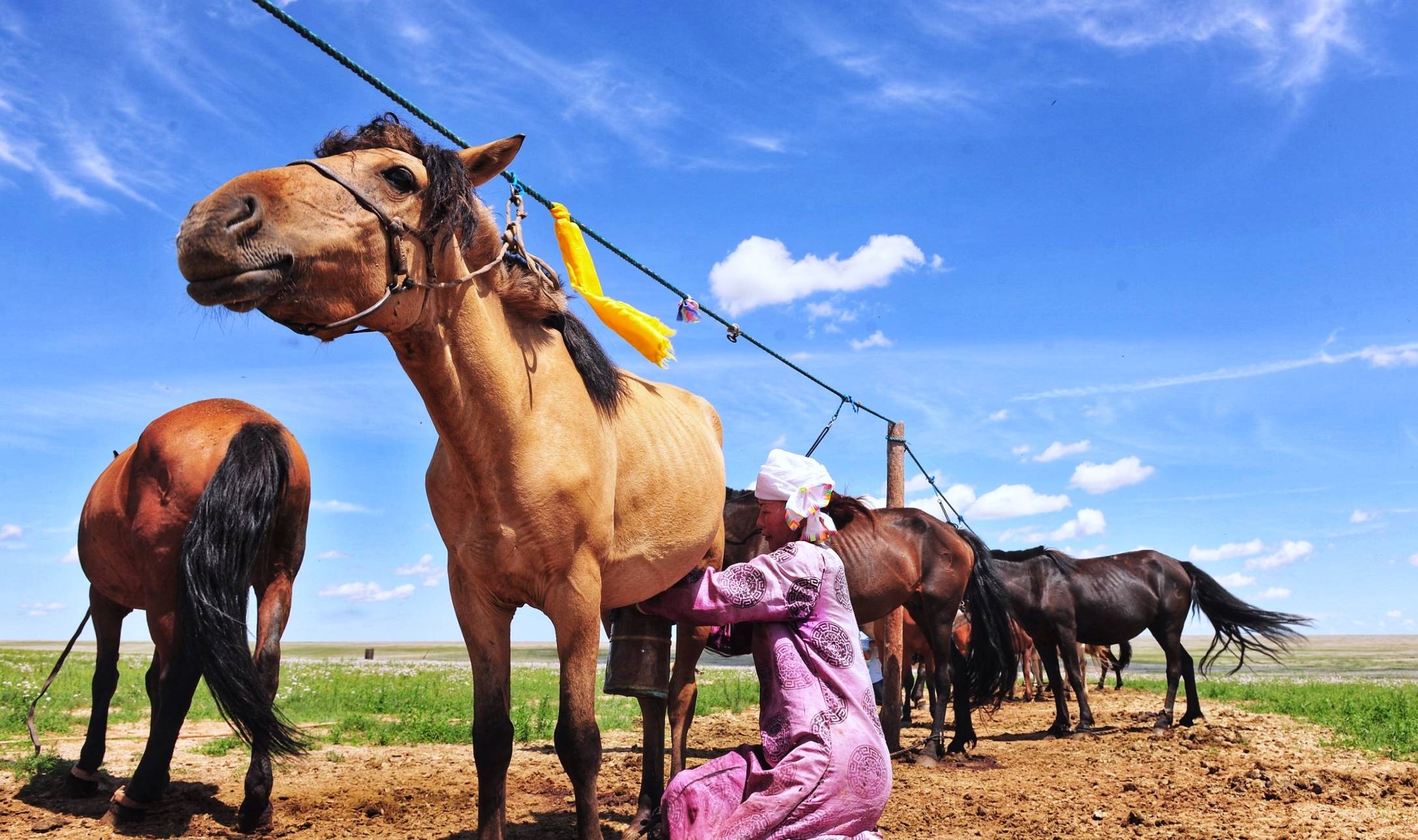 中蒙边境的“五畜之家”，牛马羊驼价值500万，边境路用恐龙装饰