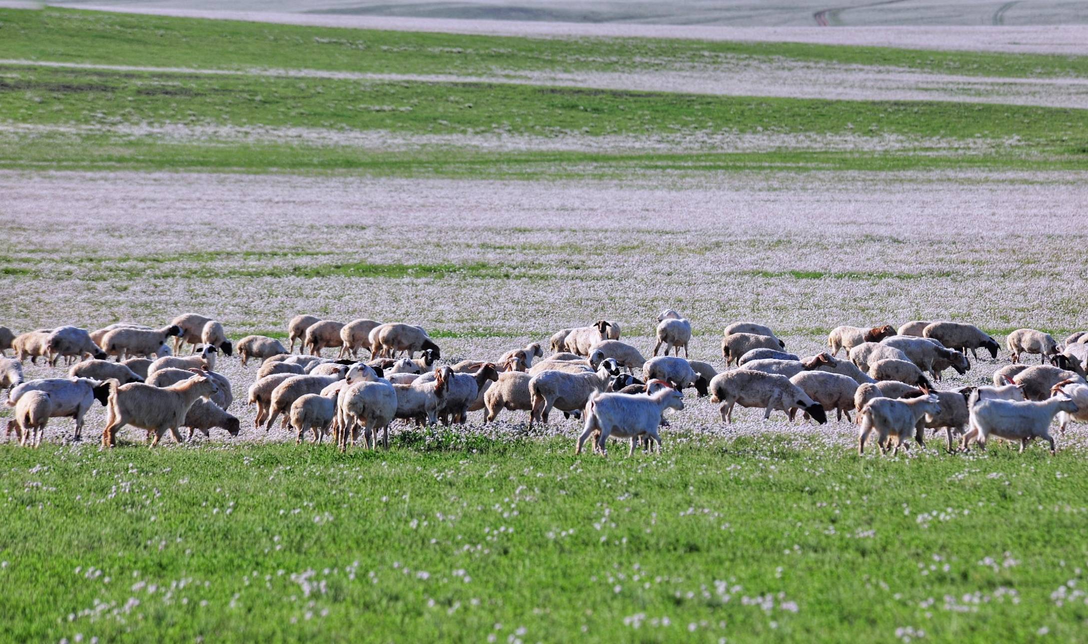 中蒙边境的“五畜之家”，牛马羊驼价值500万，边境路用恐龙装饰