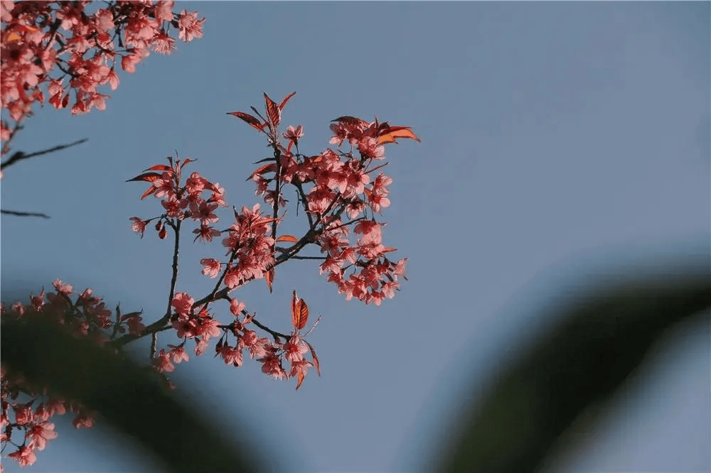 妃色|冬日，腾冲妃色倾城