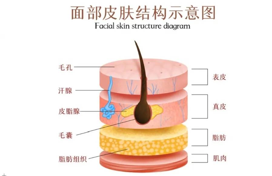 说法 皮肤“营养过剩”说法靠谱吗？淮树带你一招搞定肌肤问题！