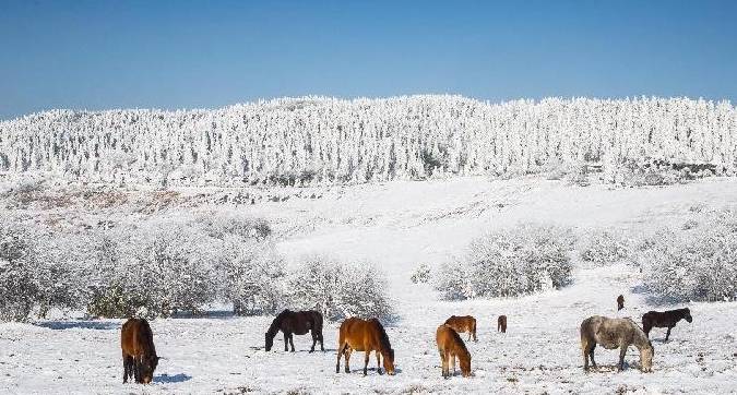 仙女山迎来今年第一场强降雪，这周末赏雪滑雪走起