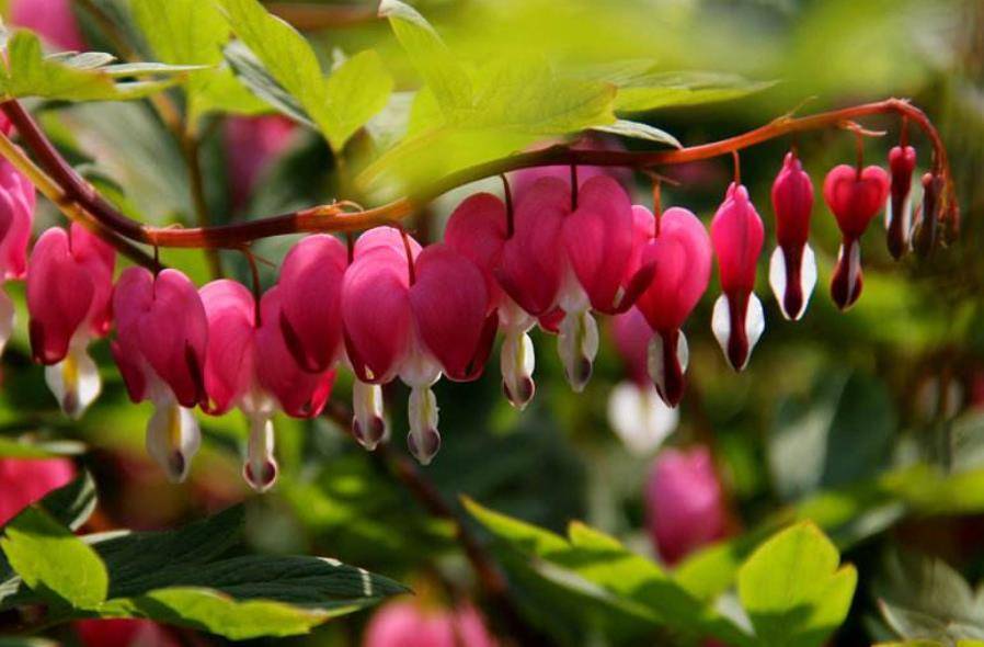 适合家里养的花高颜值 a38b2fbb477842dc92554d5a4ffaba88.jpeg