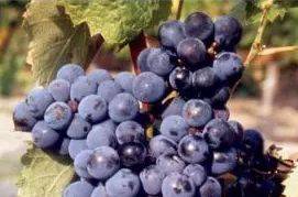 酒知识：波尔多产区新晋法定葡萄品种，你知道哪些？（下）