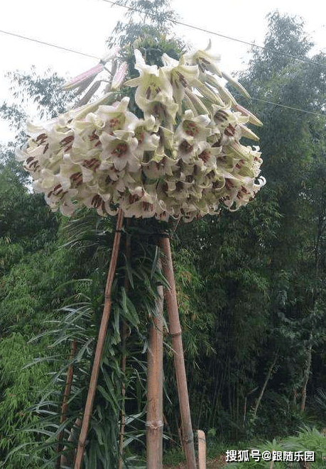 百合花养成 百合树 一棵开花50朵 教你这样做 苗壮开花多 种球 时间 低温