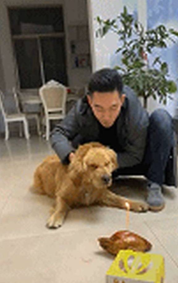 网友为了让寿星金毛自己吹蜡烛，主人使出了浑身解数，汪：你开心就好