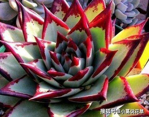 5种高颜值多肉,每一种都很特别,好养又漂亮,新手也会养!_叶片_植株_时候