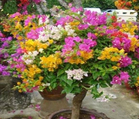 三角梅开花过程 06241e4c669f4cb3ad56add4e7a59226.jpeg