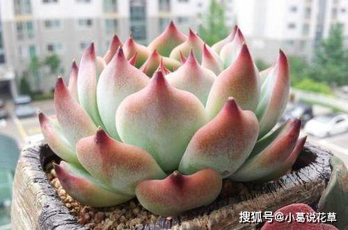 多肉怎么长得快又壮 0ab9390caea444c2beca1018b20efef3.jpeg