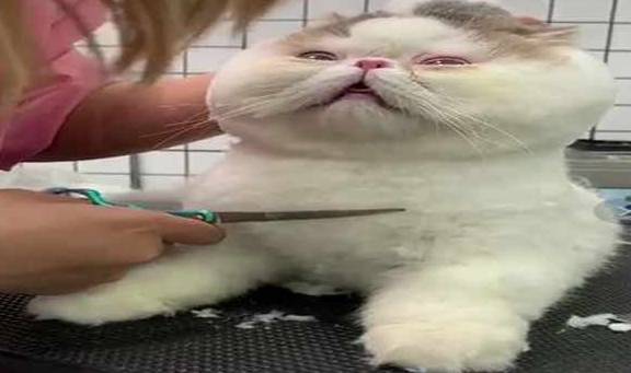 宠物网友带加菲猫去美容，呆滞的眼神好可爱，猫：被抓住命运的后颈脖