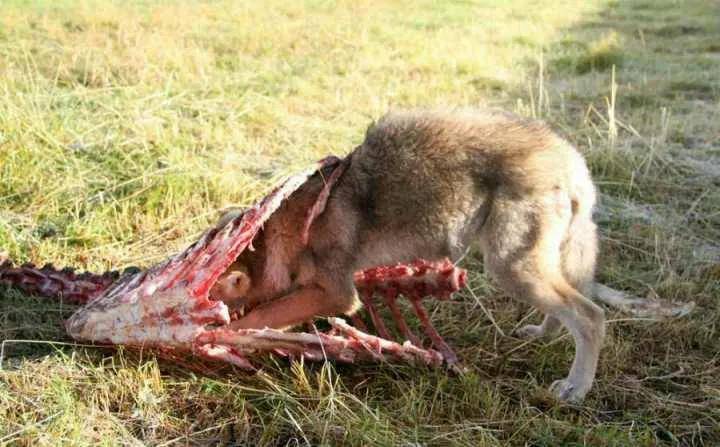 观 重返狼群 ,记录美女李微漪和狼王格林,十一年的人狼之恋