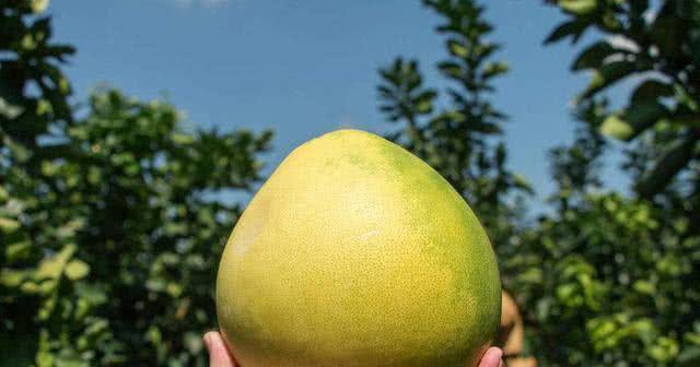 三高人群可以吃柚子吗 a352ccdf79d746e1b9cb3f771fb2a1f0.jpeg