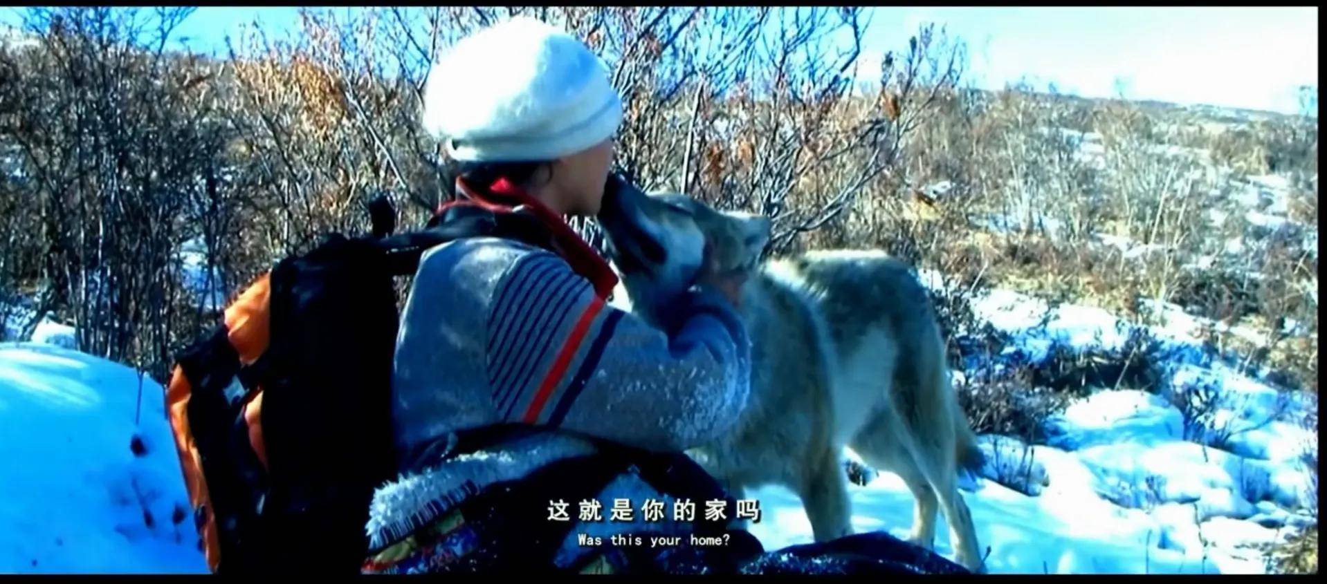 观 重返狼群 ,记录美女李微漪和狼王格林,十一年的人狼之恋