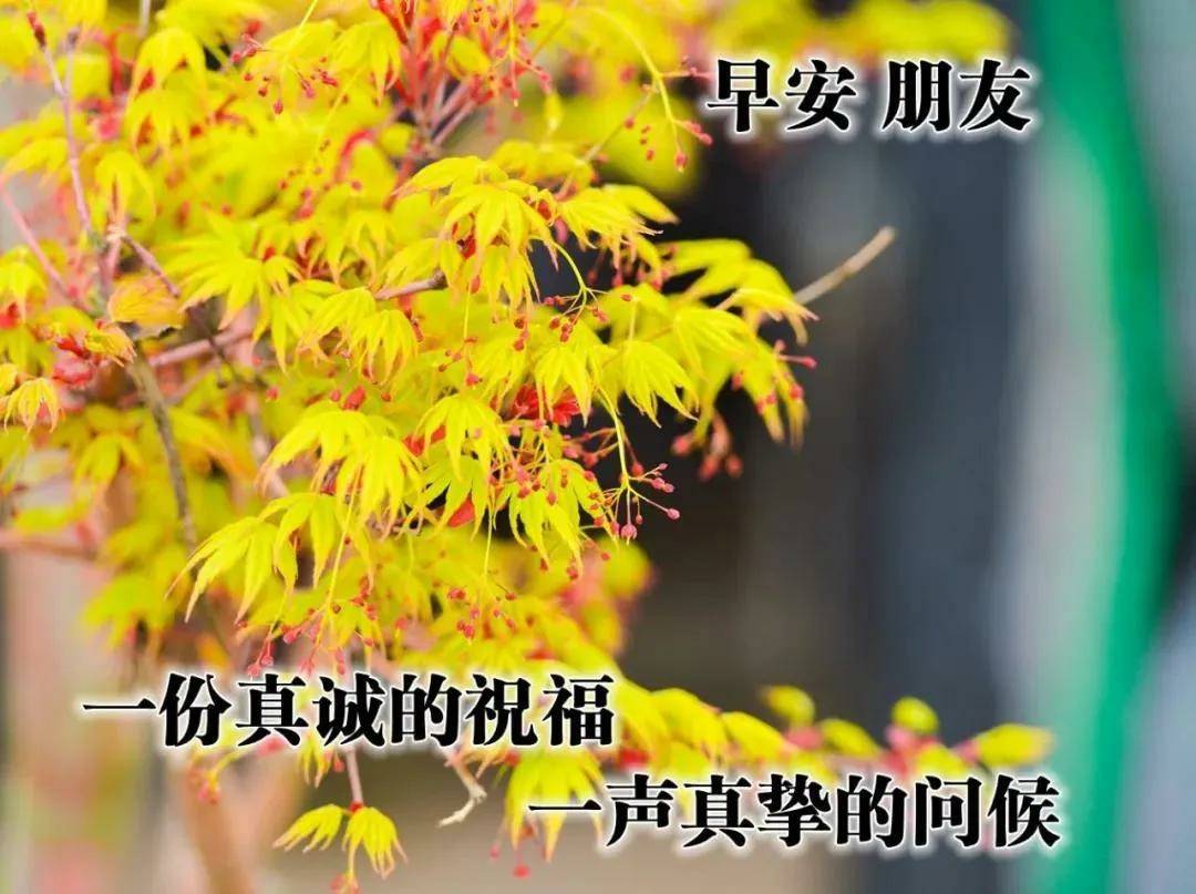 原創最美早安祝福語圖片帶字動圖有你陪伴快樂珍藏在心間