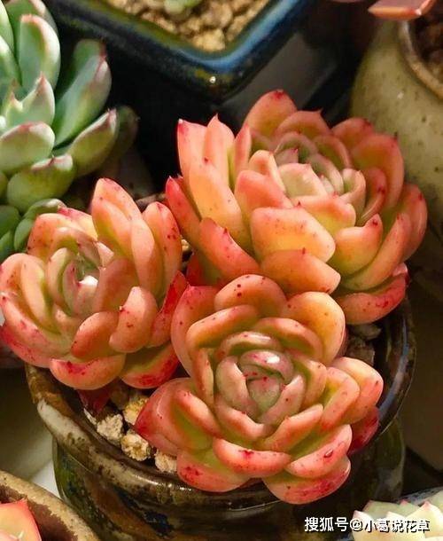 多肉小白药对人的危害 1120d55b8d244a478c24a5219991e843.jpeg