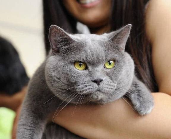 异国最适合男生养的5种猫，有了它们还要啥女朋友？告别吃狗粮！