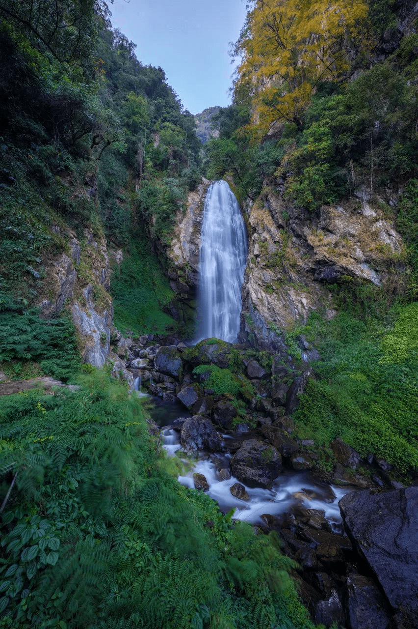 森林|探秘高黎贡山