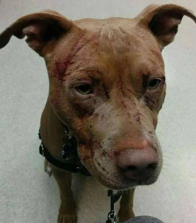 比特犬多少钱1只 591a79cdcaea4ada8024c472caa48fcf.jpeg