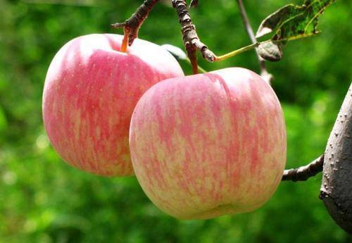 苹果能煮热着吃吗 6e54b8fc9e9a4207b52d1d2c65500593.jpeg