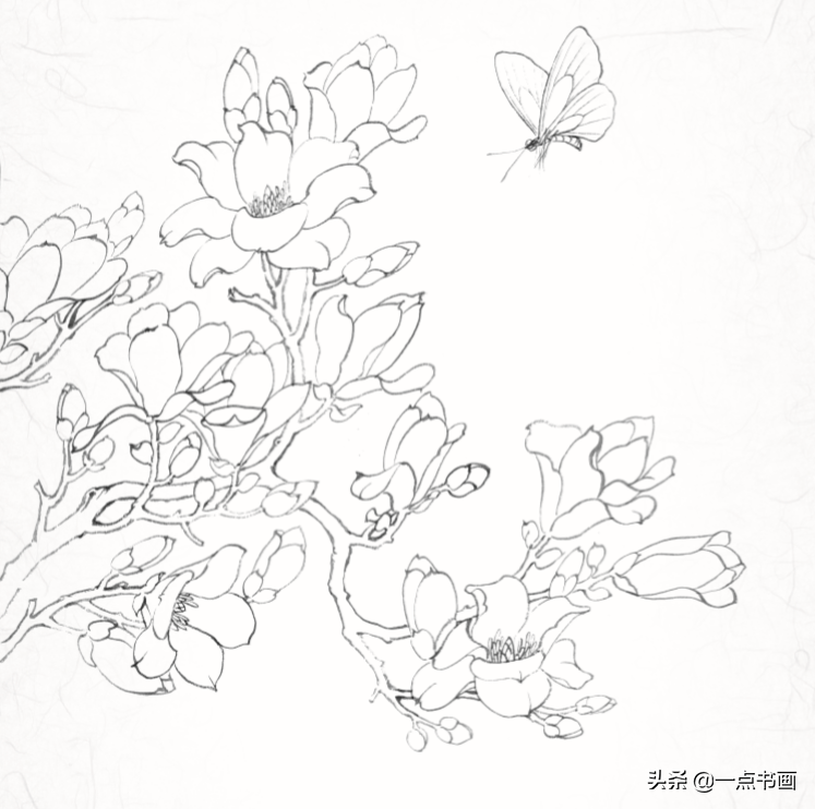 白描玉兰花与桃花画法 简单易上手 花瓣 画面 花心