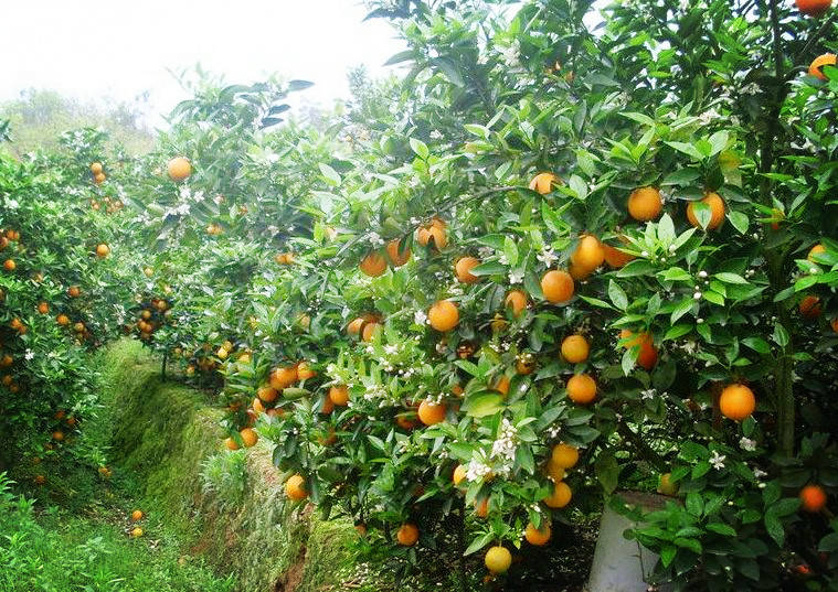 万里长江第一县，底蕴深厚物产丰富，橙子甘甜竹海美丽