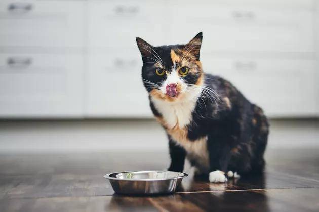 全换|喂食猫咪也有讲究！饮食不规律，可能会害了猫咪