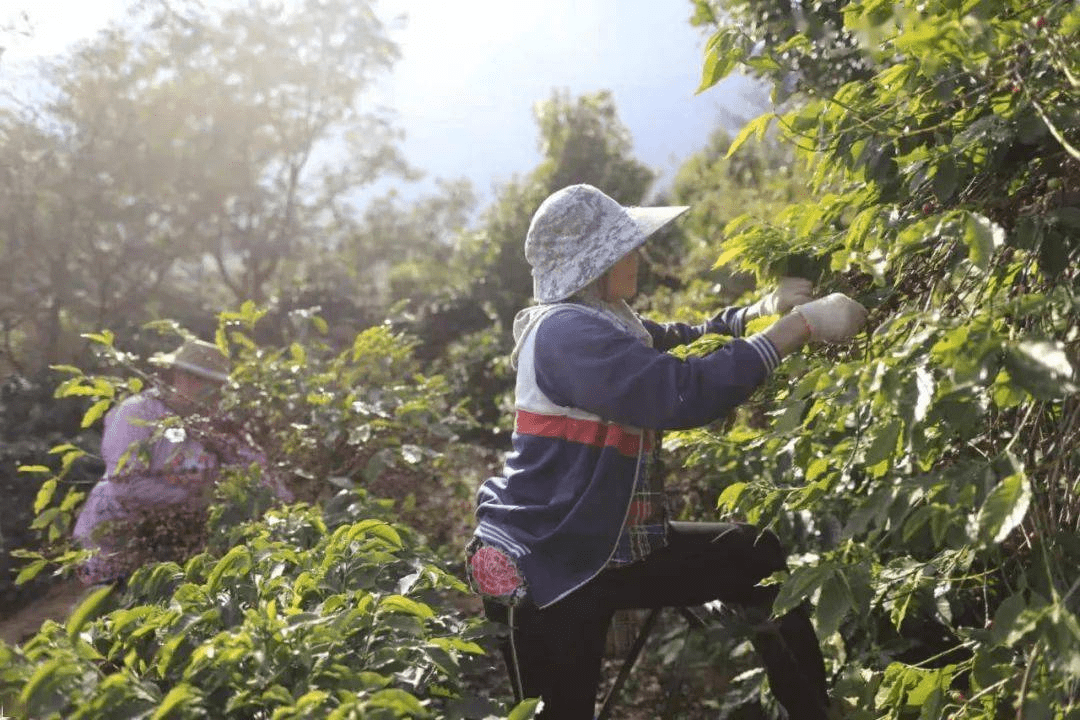 云南的咖啡品牌排行榜_中国第一大咖啡种植省!备受资本追捧的“云南豆”