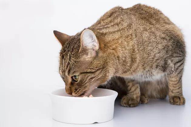 全换|喂食猫咪也有讲究！饮食不规律，可能会害了猫咪