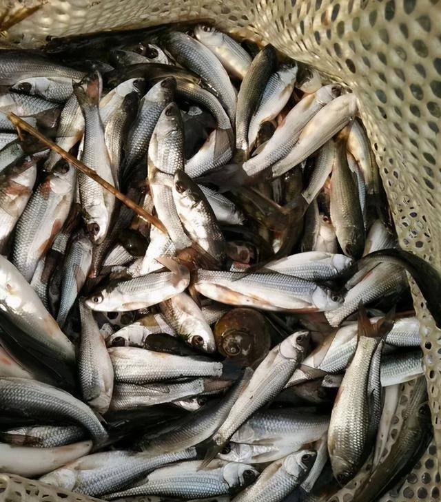 麦鲮鱼养殖业刚刚兴起的时候,繁殖的鱼苗就可以达到平均300~400克的个