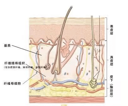 母细胞皮肤老化原因起底，内源性、外源性双管齐下才是真抗老