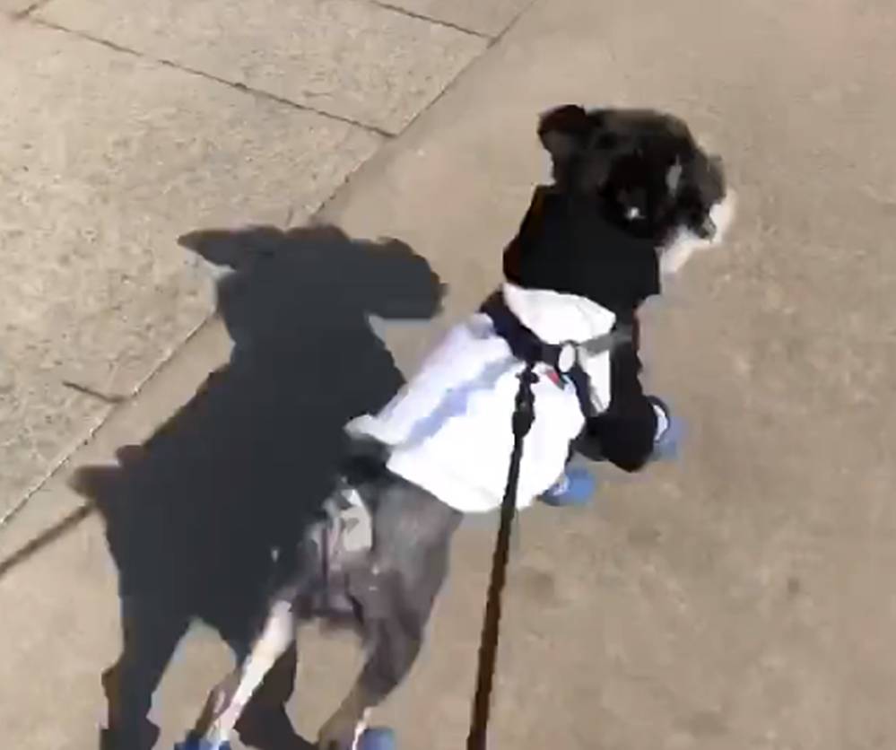 在手机上怎么买小狗 9a89eb10aff84a65986c1c5608742e46.jpeg