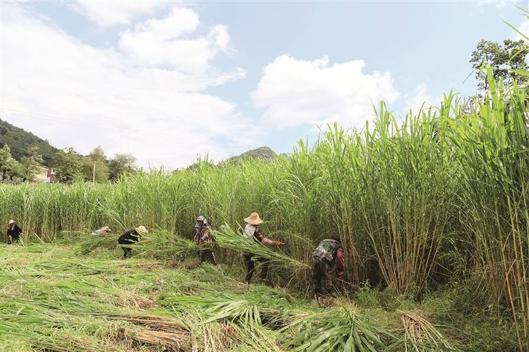 畝產30噸種一次收割15年種植巨菌草真的能賺錢嗎