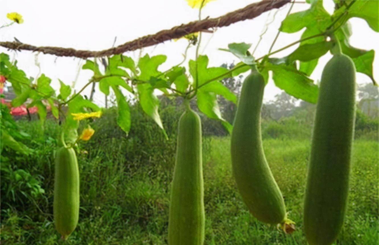 丝瓜的功效与作用糖尿病人吃丝瓜 f94a888ae1e748e382ae266cf3dd6bbd.jpeg