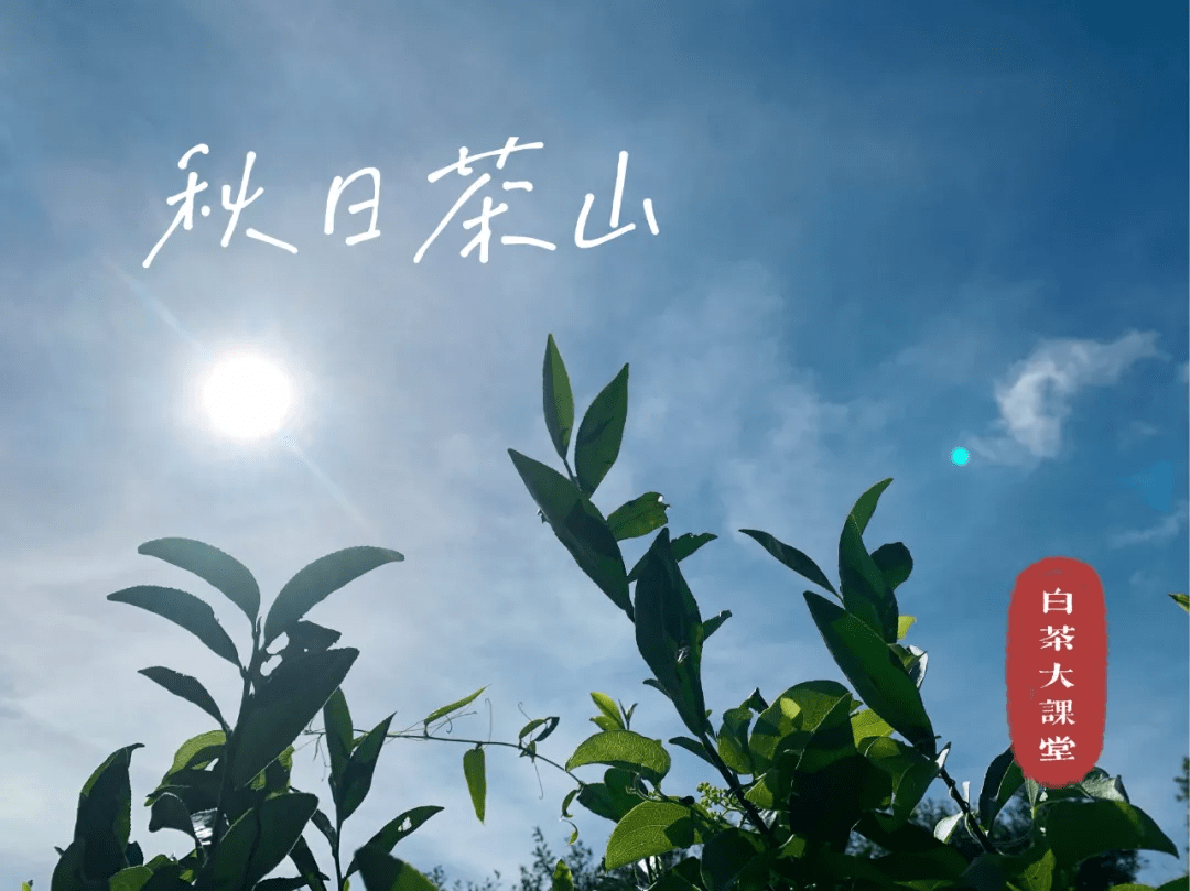 来信|茶友来信：我在寿眉散茶中闻到了类似枣香的气息，正常吗？