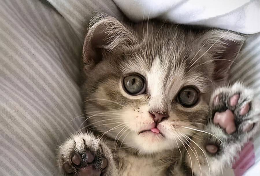 因为室内养猫要注意什么你知道吗？你家猫咪在散养吗？