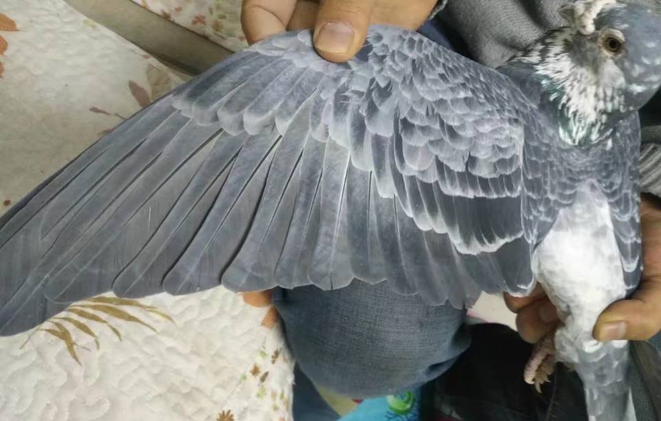 信鸽鸽粮里面都有什么粮食 72b9765a052a48a9a9bc34fa86d0ea2d.jpeg