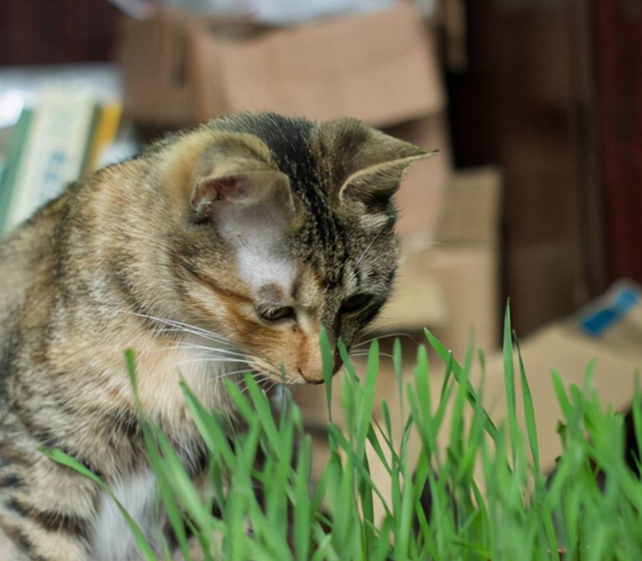 因为室内养猫要注意什么你知道吗？你家猫咪在散养吗？