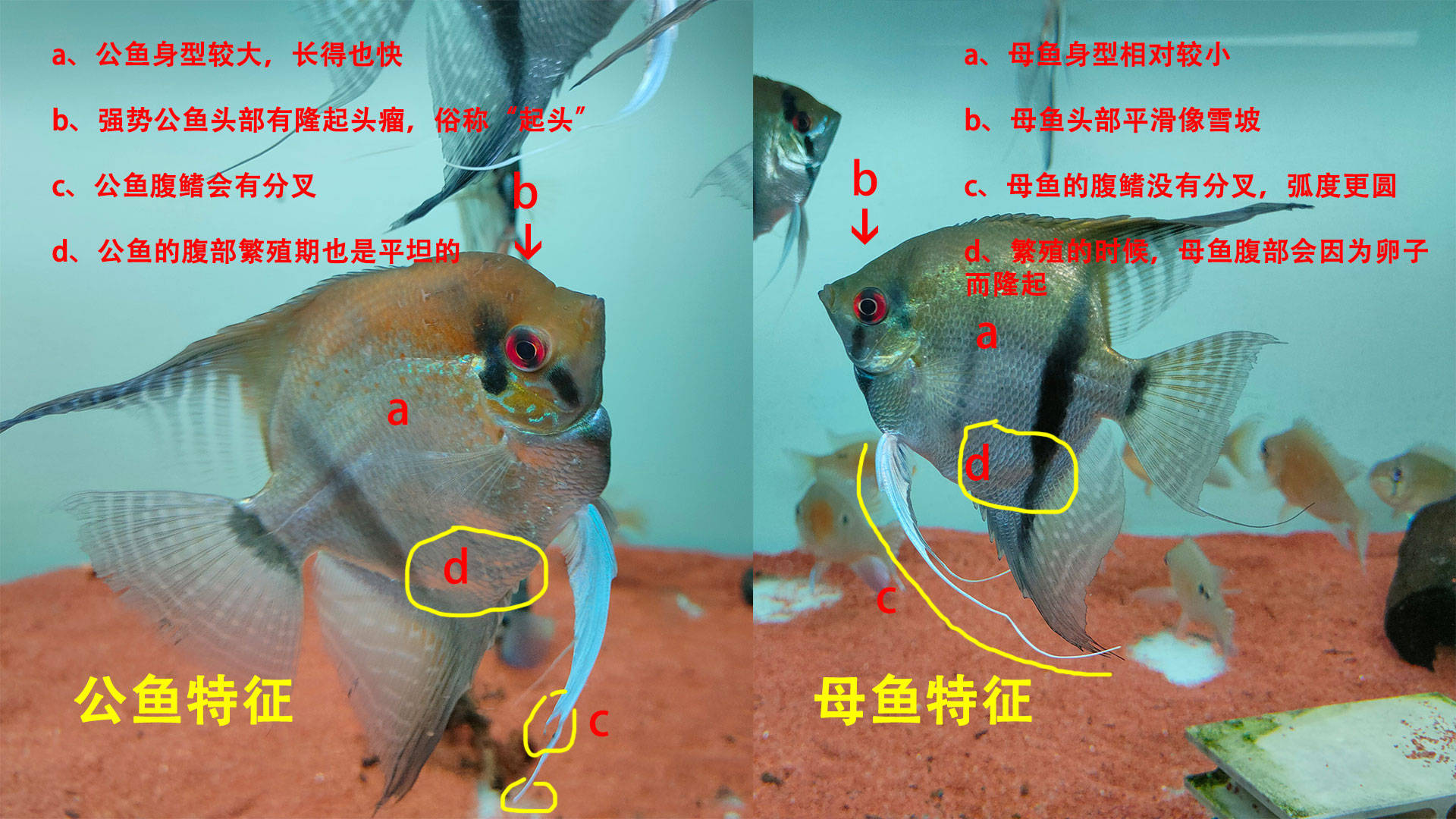 养鱼科普