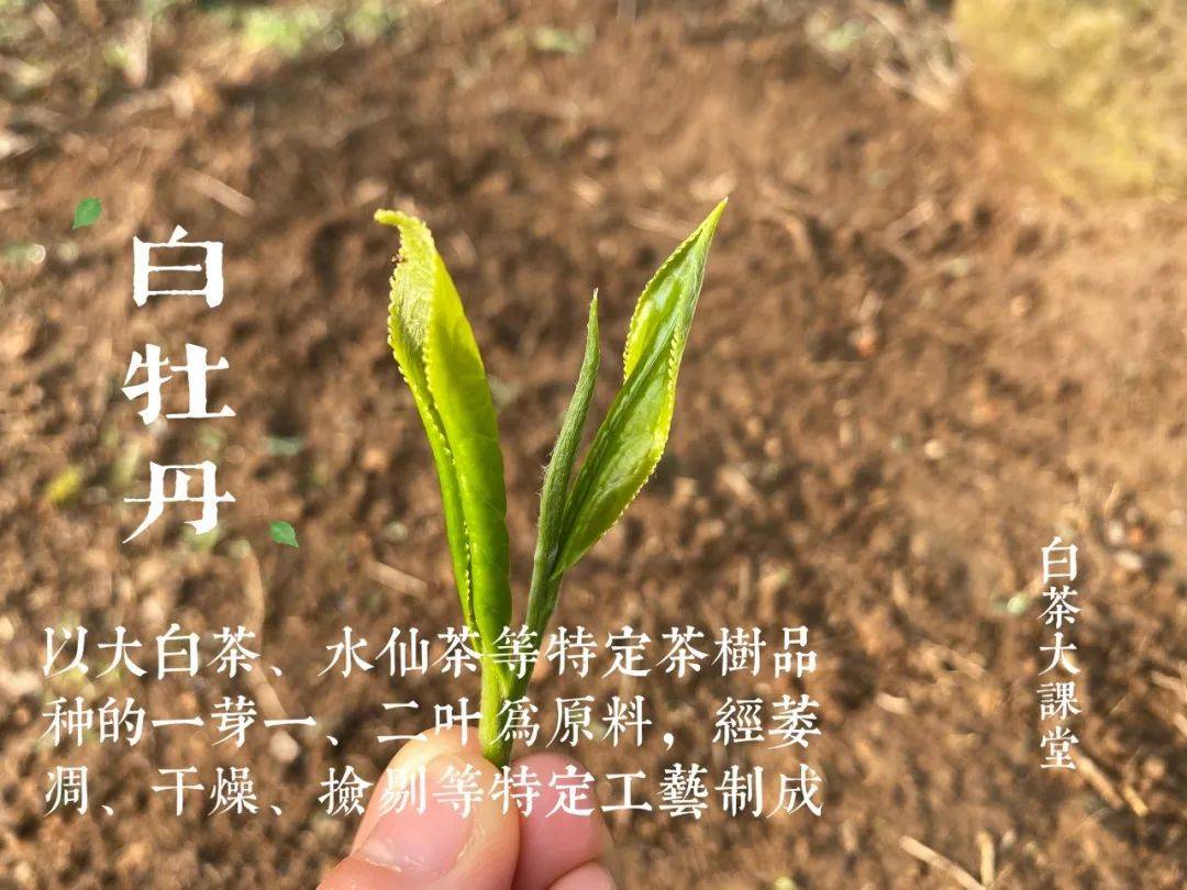 原料|白茶是什么，难道就是白色的茶叶吗？白茶国标给出了明确答案