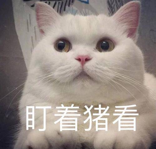 猫咪这些猫，在中国早就被“禁养”了，很多人还不知道