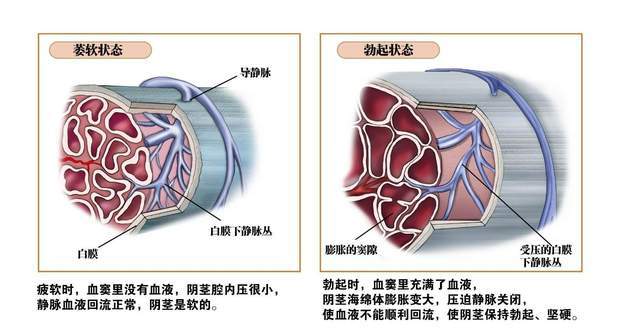 美国男子说新冠导致丁丁缩水是恐吓还是真的