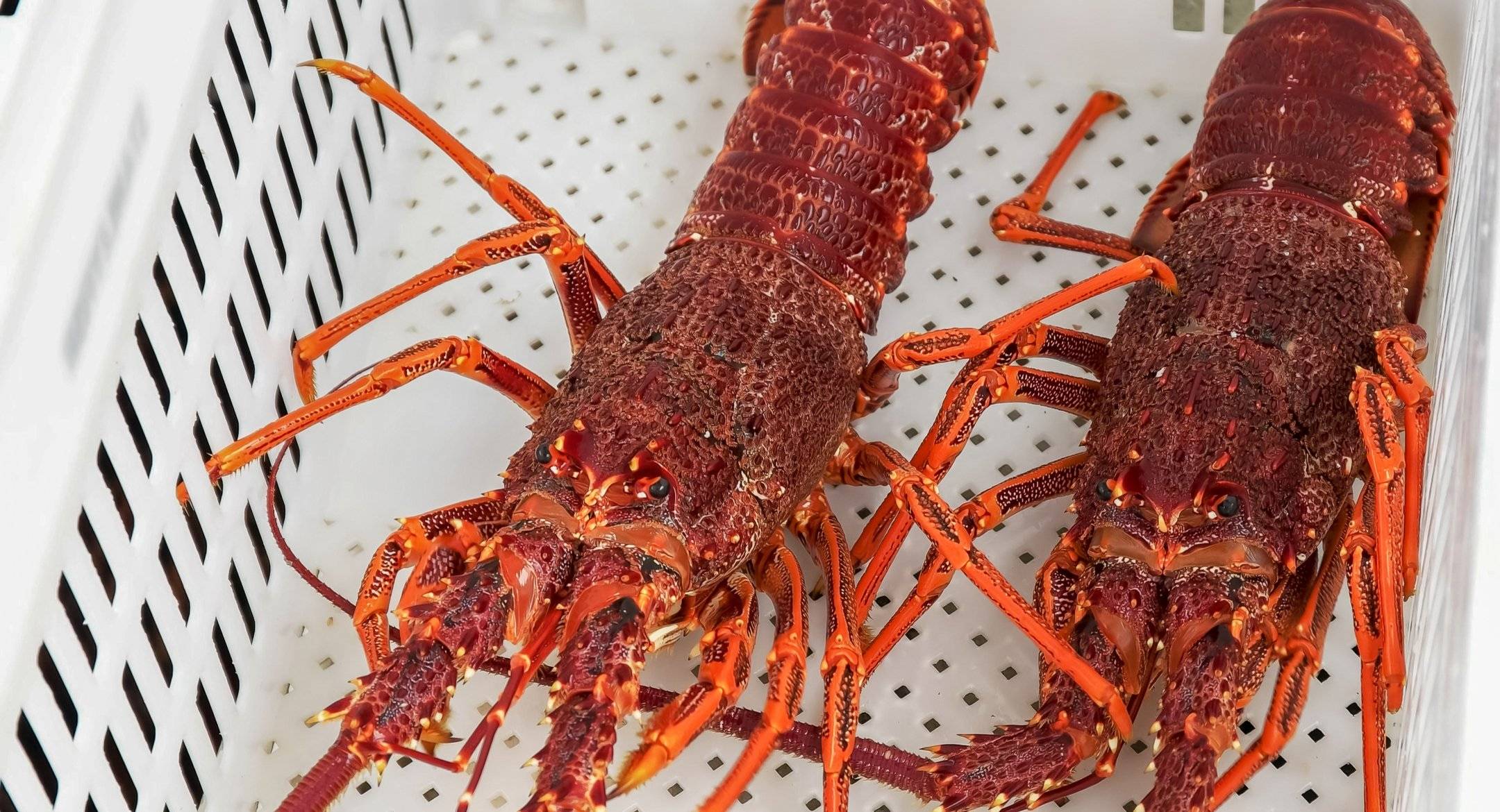 "韩国是澳大利亚海鲜市场前景广阔且不断增长的市场.