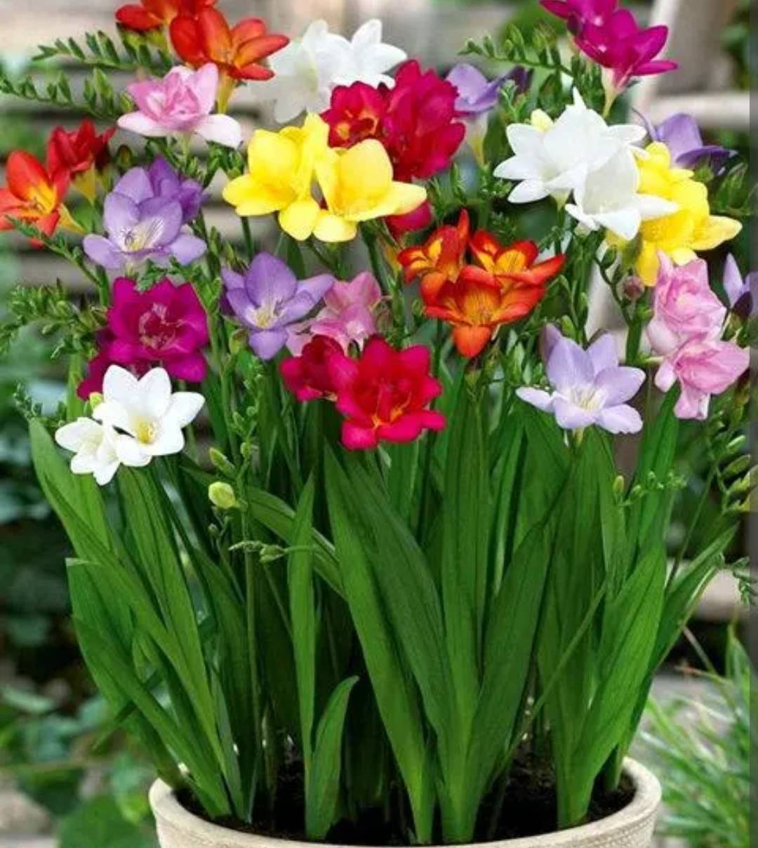 5种 球根花 埋到花盆里就能活 开花漂亮惹人爱 种球 朱顶红 花卉