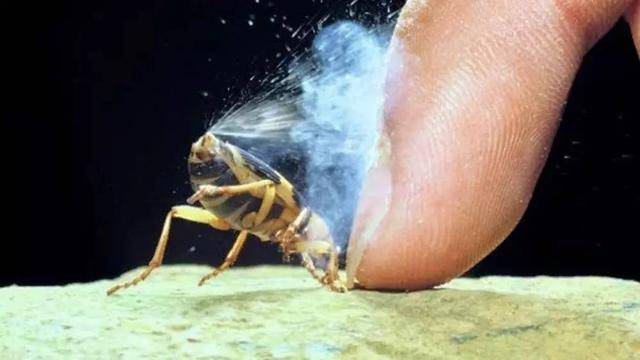 原创地球上为何不存在能喷火的生物它的攻击方式比喷火更狠