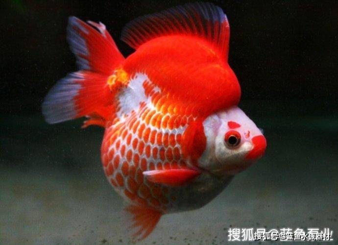 为什么养鱼养单不养双_单数_鱼缸_易经