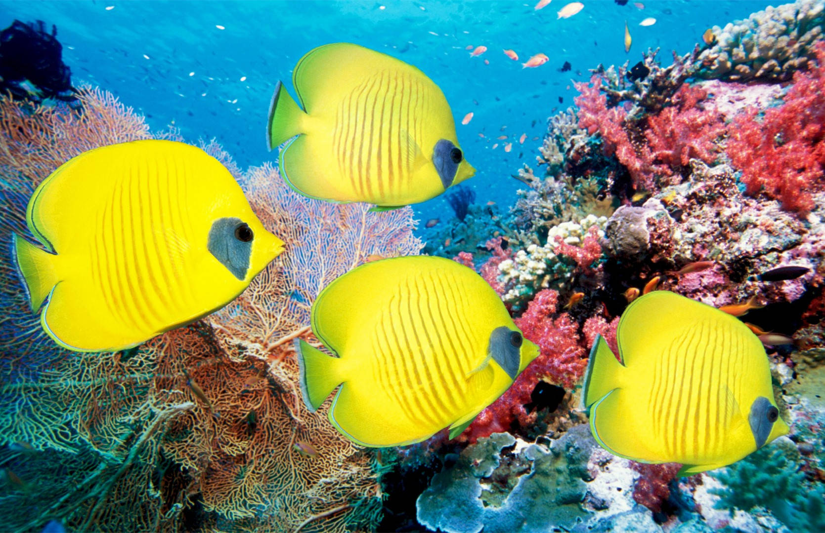 由于精神世界,内心世界太丰富,所以才会显得"孤僻"的星座