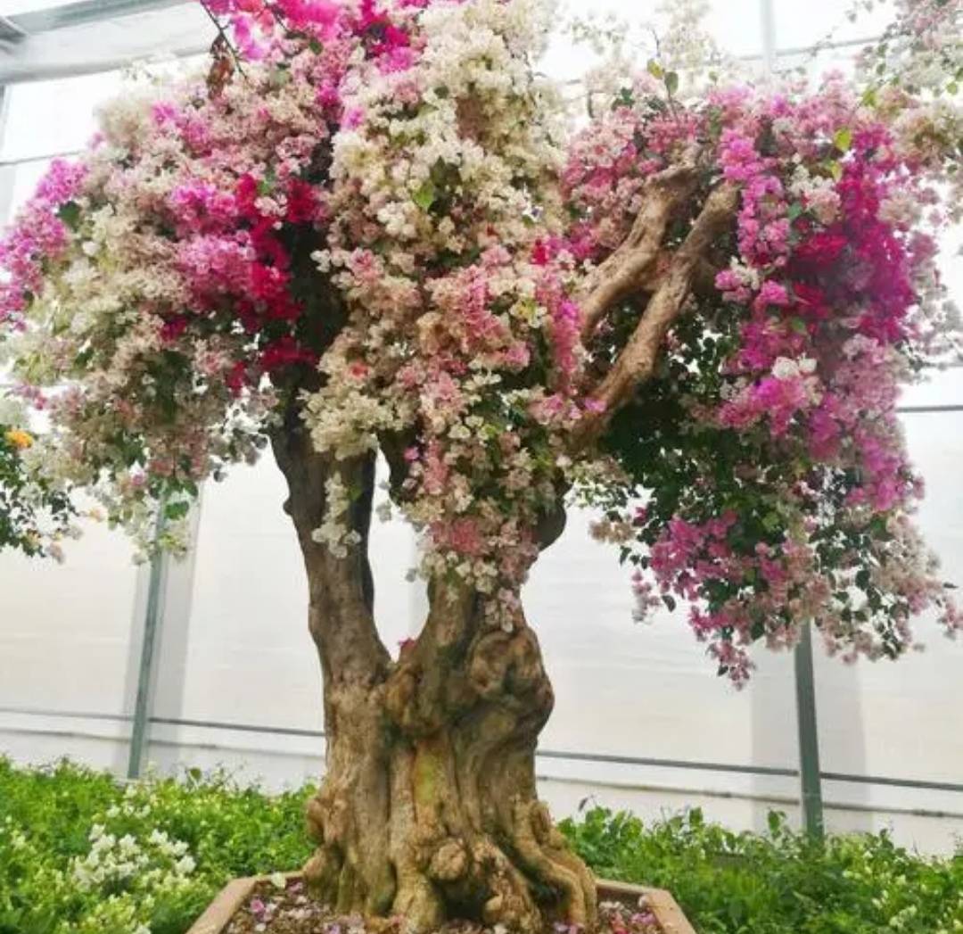 精品三角梅老桩 d9067d5974054caa8e81002e1d6a028a.jpeg