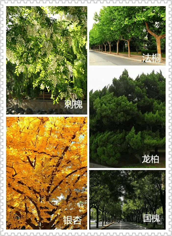 大连市树市花投票即将结束请为您心中的花前树下冲刺