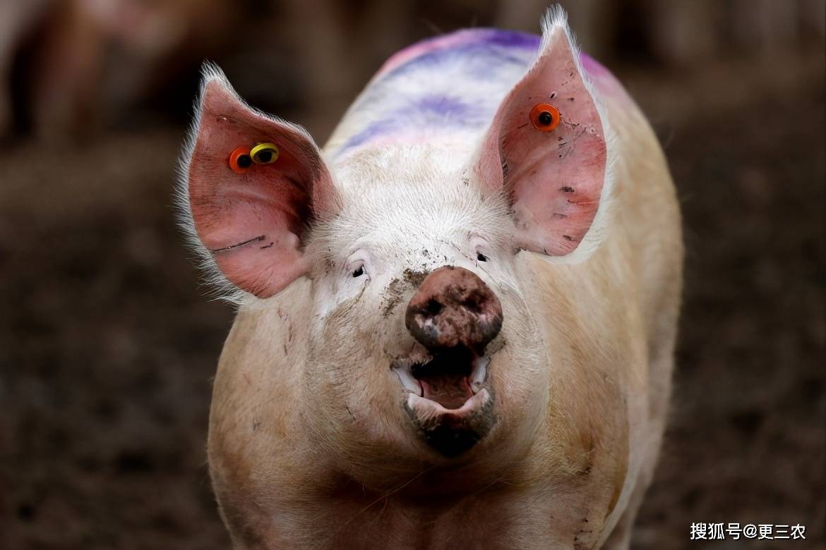 生猪今日价格最新今晚猪价 dff484ed3e8c4d45aa73fd3a1b3f16f1.jpeg