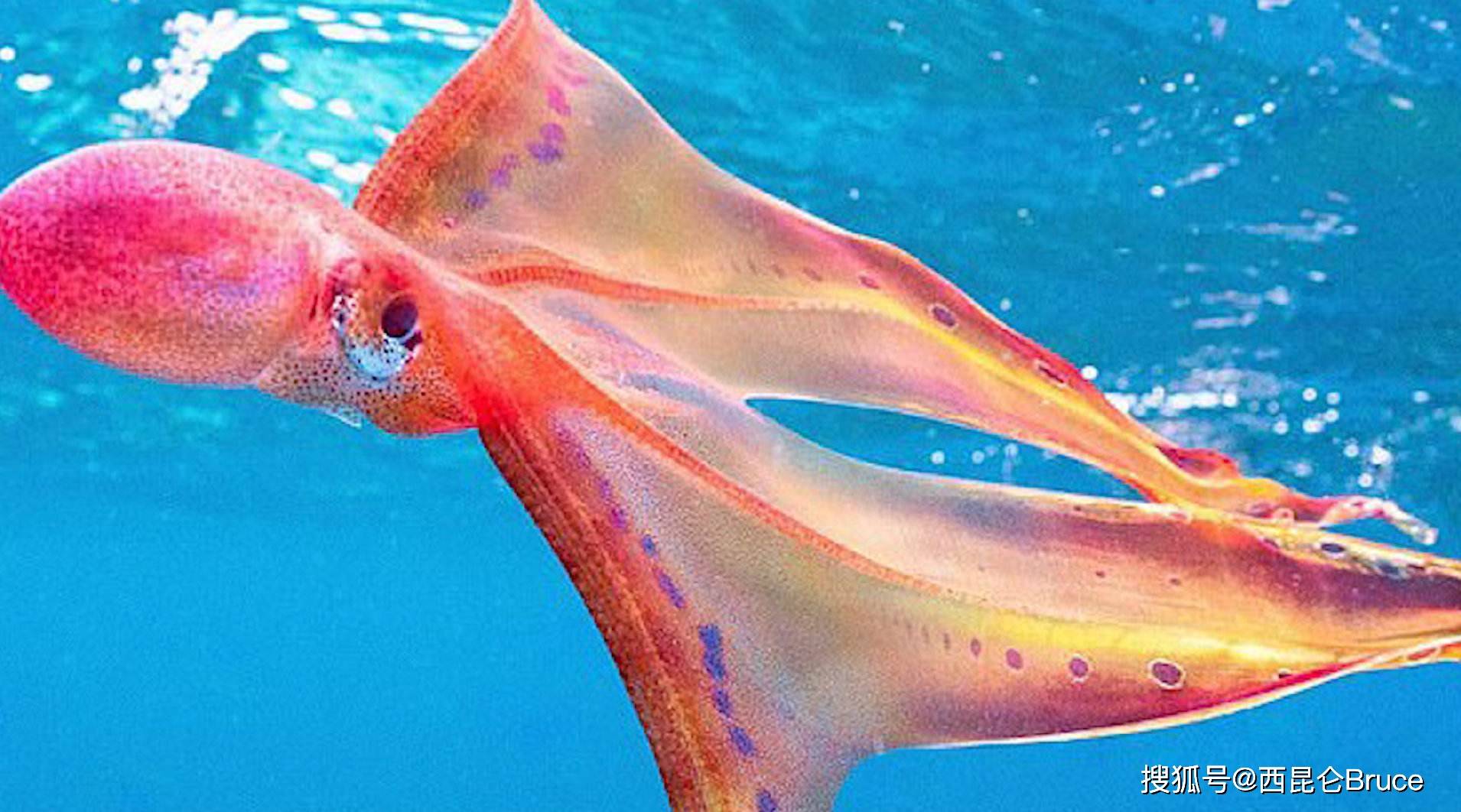 美女迷上鱼？澳大利亚生物学家拍到罕见毯子章鱼，雌性大雄性万倍
